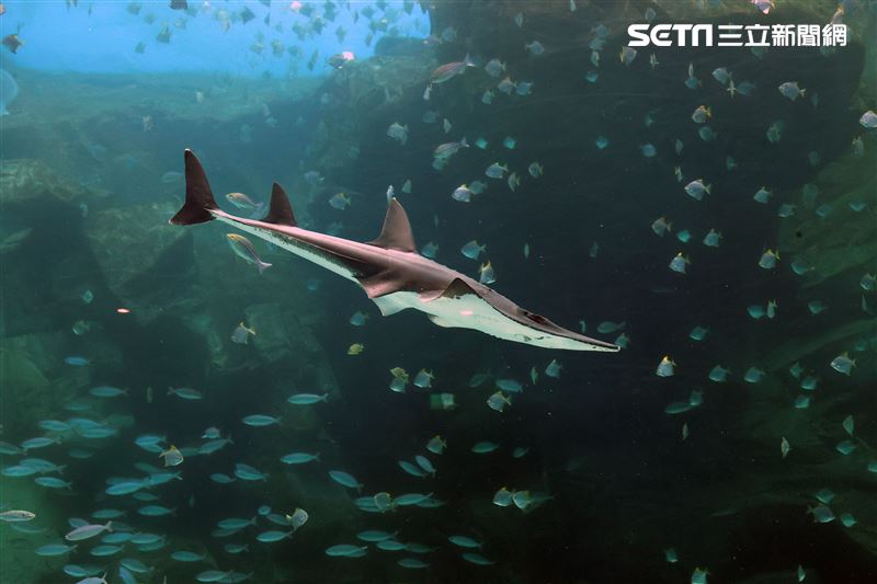 「Xpark 水族館」巨型水族箱可以看到壯觀的迴游魚群與鯊魚等海洋生物。（記者邱榮吉/攝影）