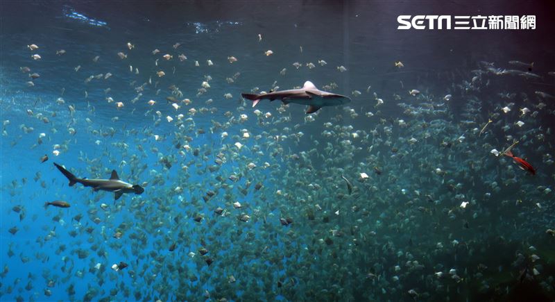 「Xpark 水族館」巨型水族箱可以看到壯觀的迴游魚群與鯊魚等海洋生物。（記者邱榮吉/攝影）