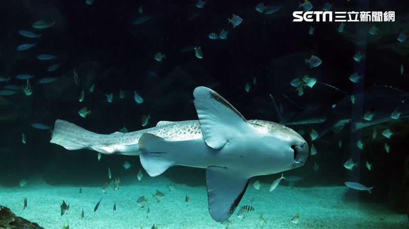 「Xpark 水族館」巨型水族箱可以看到壯觀的迴游魚群與鯊魚等海洋生物。（記者邱榮吉/攝影）