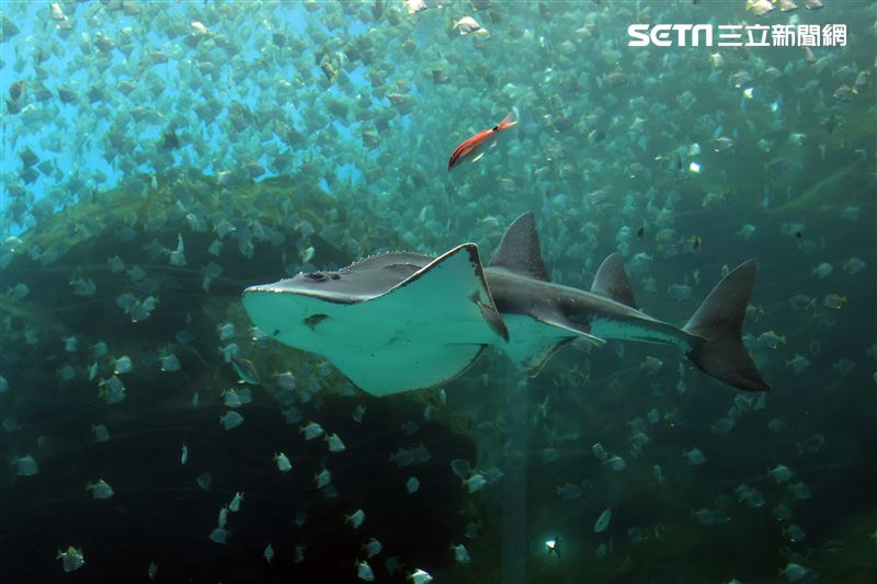 「Xpark 水族館」巨型水族箱可以看到壯觀的迴游魚群與鯊魚等海洋生物。（記者邱榮吉/攝影）