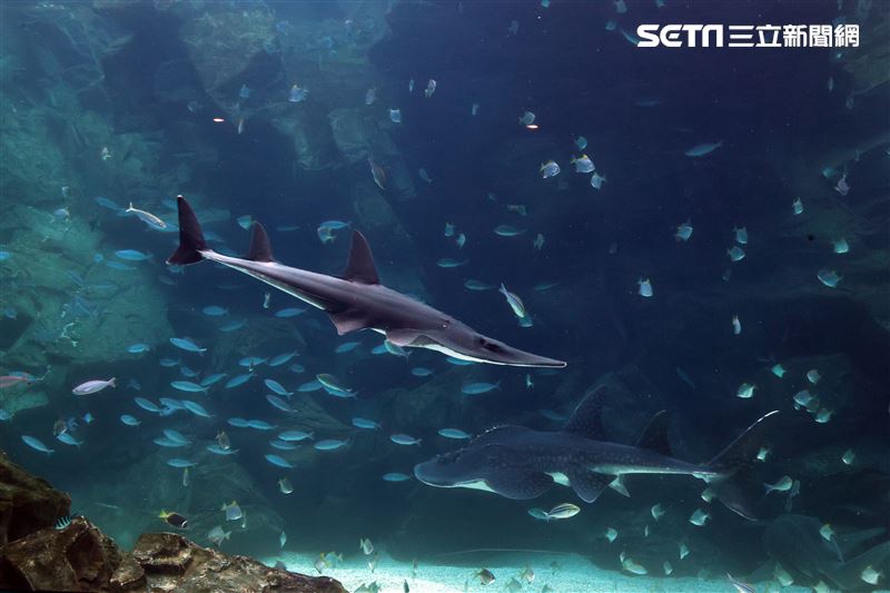 「Xpark 水族館」巨型水族箱可以看到壯觀的迴游魚群與鯊魚等海洋生物。（記者邱榮吉/攝影）