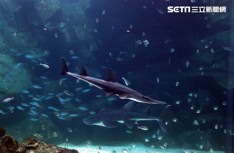 「Xpark 水族館」巨型水族箱可以看到壯觀的迴游魚群與鯊魚等海洋生物。（記者邱榮吉/攝影）