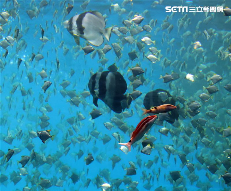 「Xpark 水族館」巨型水族箱可以看到壯觀的迴游魚群與鯊魚等海洋生物。（記者邱榮吉/攝影）