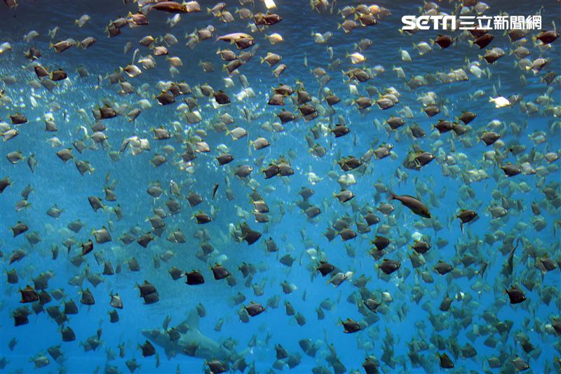「Xpark 水族館」巨型水族箱可以看到壯觀的迴游魚群與鯊魚等海洋生物。（記者邱榮吉/攝影）