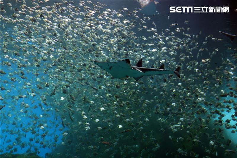 「Xpark 水族館」巨型水族箱可以看到壯觀的迴游魚群與鯊魚等海洋生物。（記者邱榮吉/攝影）