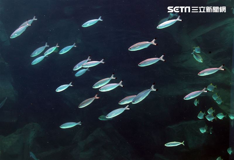 「Xpark 水族館」巨型水族箱可以看到壯觀的迴游魚群與鯊魚等海洋生物。（記者邱榮吉/攝影）
