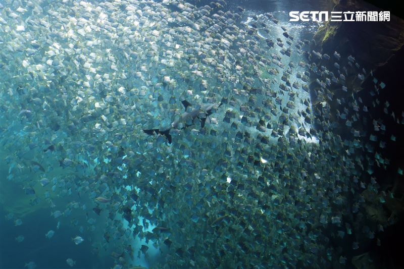 「Xpark 水族館」巨型水族箱可以看到壯觀的迴游魚群與鯊魚等海洋生物。（記者邱榮吉/攝影）