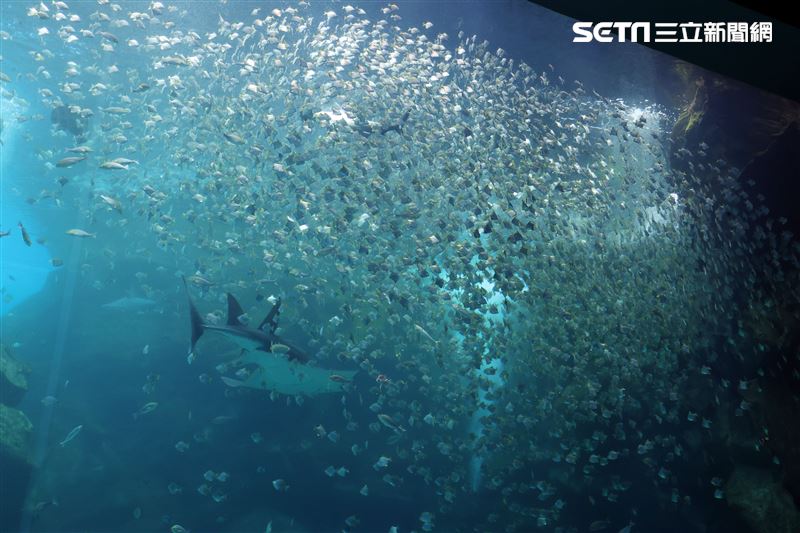 「Xpark 水族館」巨型水族箱可以看到壯觀的迴游魚群與鯊魚等海洋生物。（記者邱榮吉/攝影）
