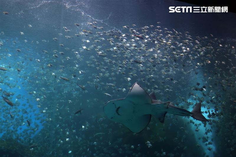 「Xpark 水族館」巨型水族箱可以看到壯觀的迴游魚群與鯊魚等海洋生物。（記者邱榮吉/攝影）