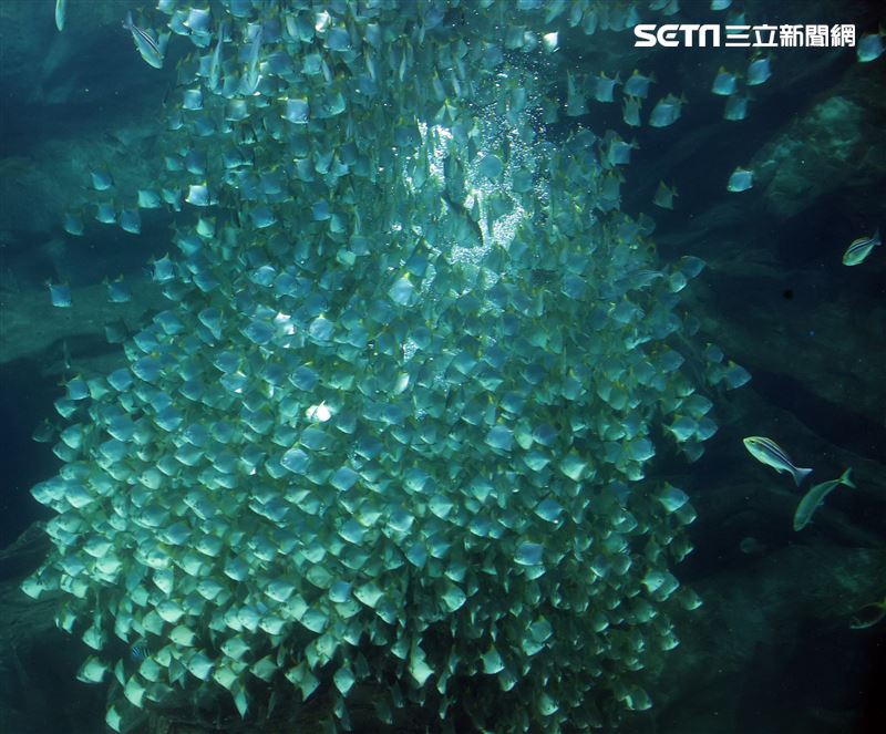 「Xpark 水族館」巨型水族箱可以看到壯觀的迴游魚群與鯊魚等海洋生物。（記者邱榮吉/攝影）