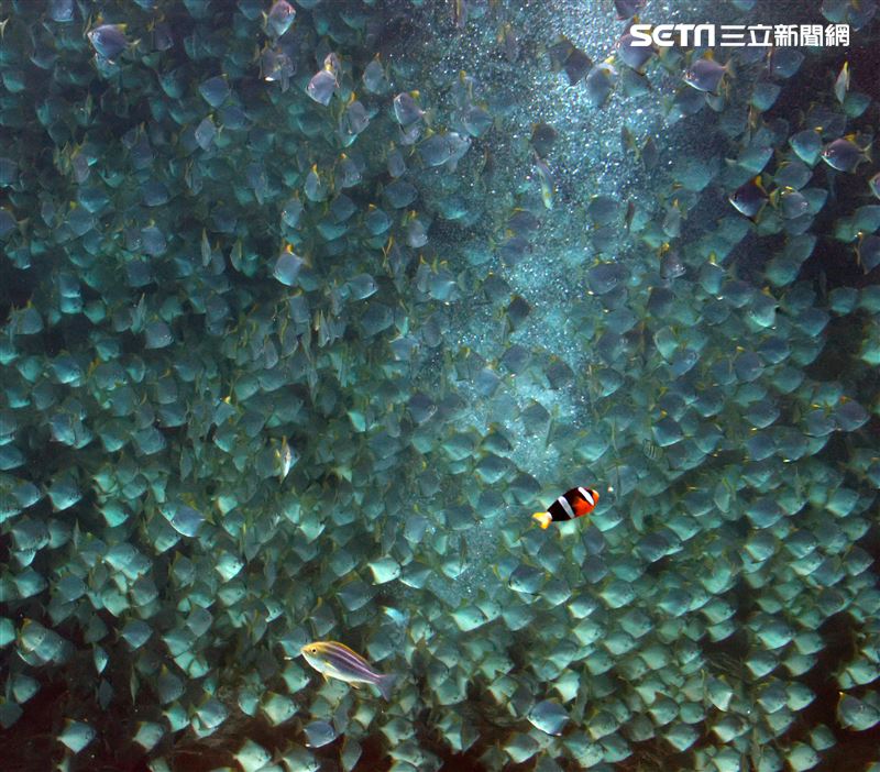 「Xpark 水族館」巨型水族箱可以看到壯觀的迴游魚群與鯊魚等海洋生物。（記者邱榮吉/攝影）