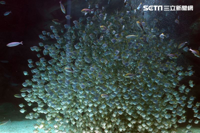 「Xpark 水族館」巨型水族箱可以看到壯觀的迴游魚群與鯊魚等海洋生物。（記者邱榮吉/攝影）