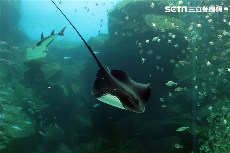 「Xpark 水族館」巨型水族箱可以看到壯觀的迴游魚群與鯊魚等海洋生物。（記者邱榮吉/攝影）