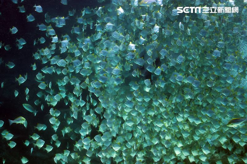 「Xpark 水族館」巨型水族箱可以看到壯觀的迴游魚群與鯊魚等海洋生物。（記者邱榮吉/攝影）