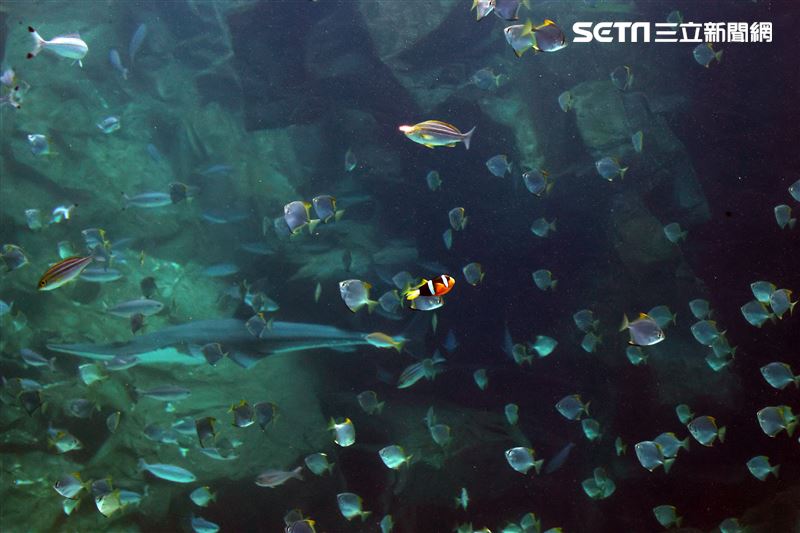 「Xpark 水族館」巨型水族箱可以看到壯觀的迴游魚群與鯊魚等海洋生物。（記者邱榮吉/攝影）