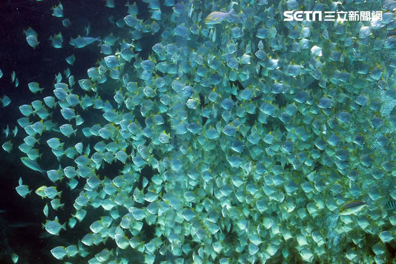 「Xpark 水族館」巨型水族箱可以看到壯觀的迴游魚群與鯊魚等海洋生物。（記者邱榮吉/攝影）