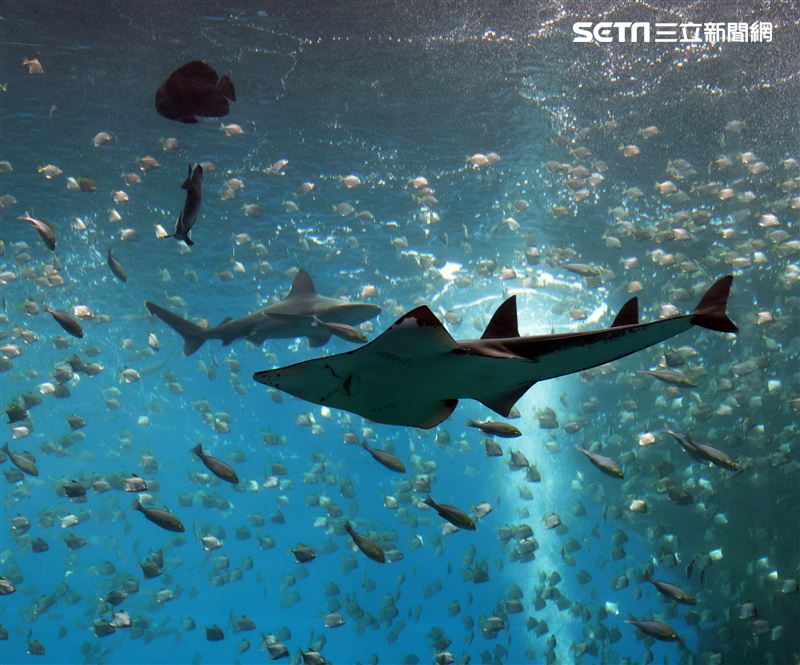「Xpark 水族館」巨型水族箱可以看到壯觀的迴游魚群與鯊魚等海洋生物。（記者邱榮吉/攝影）