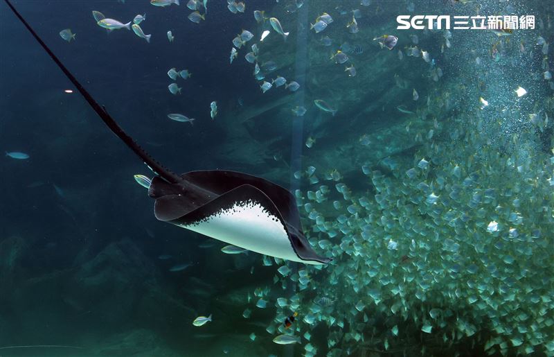 「Xpark 水族館」巨型水族箱可以看到壯觀的迴游魚群與鯊魚等海洋生物。（記者邱榮吉/攝影）