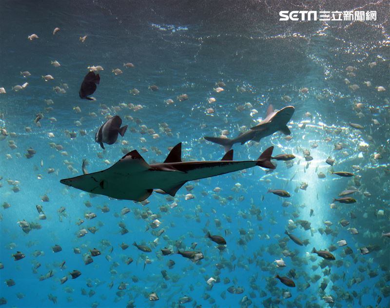 「Xpark 水族館」巨型水族箱可以看到壯觀的迴游魚群與鯊魚等海洋生物。（記者邱榮吉/攝影）