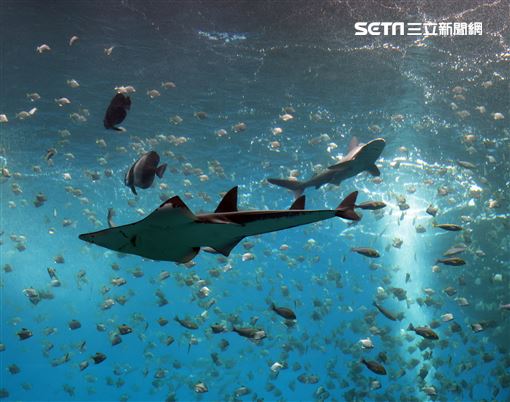 「Xpark 水族館」巨型水族箱可以看到壯觀的迴游魚群與鯊魚等海洋生物。（記者邱榮吉/攝影）