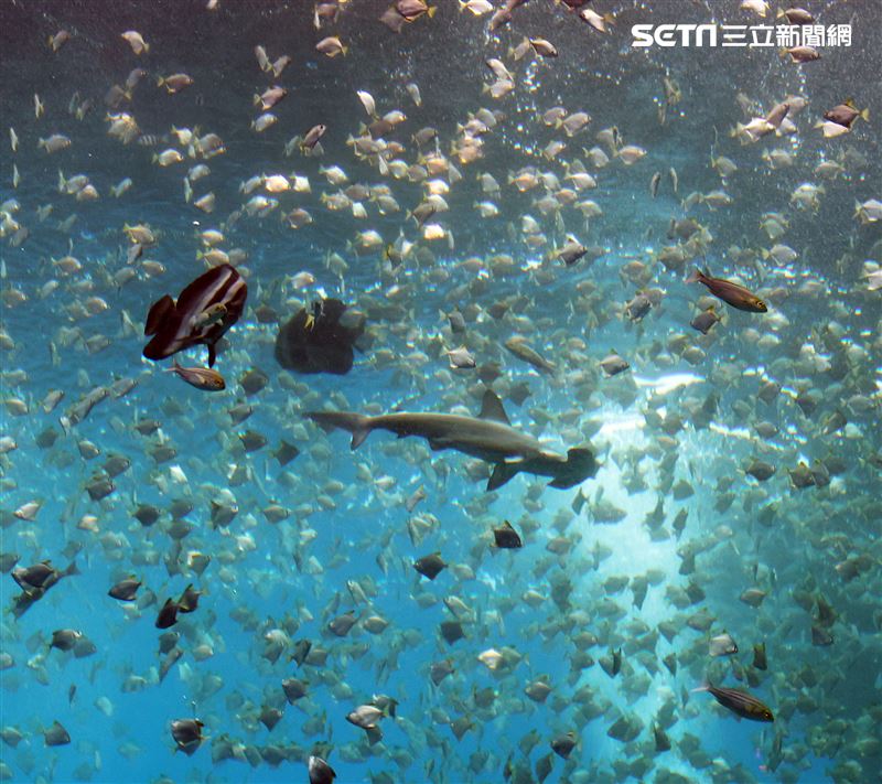 「Xpark 水族館」巨型水族箱可以看到壯觀的迴游魚群與鯊魚等海洋生物。（記者邱榮吉/攝影）