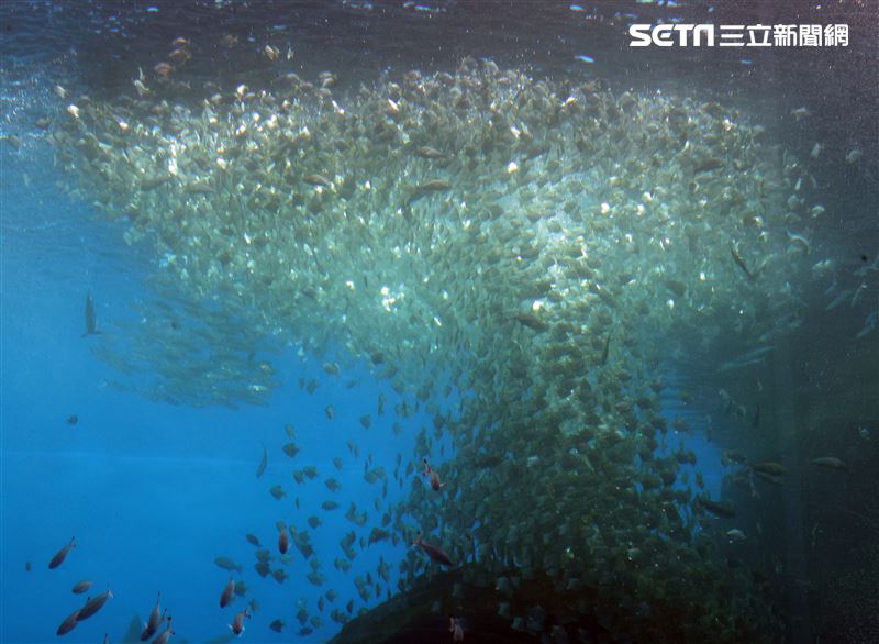 「Xpark 水族館」巨型水族箱可以看到壯觀的迴游魚群與鯊魚等海洋生物。（記者邱榮吉/攝影）