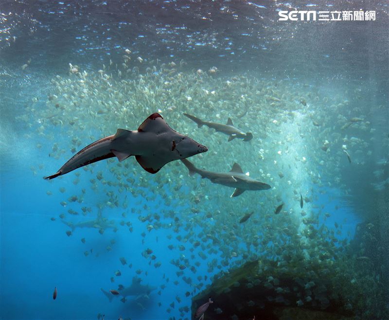 「Xpark 水族館」巨型水族箱可以看到壯觀的迴游魚群與鯊魚等海洋生物。（記者邱榮吉/攝影）