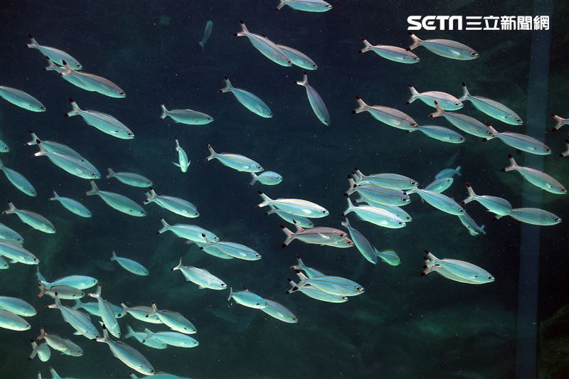 「Xpark 水族館」巨型水族箱可以看到壯觀的迴游魚群與鯊魚等海洋生物。（記者邱榮吉/攝影）