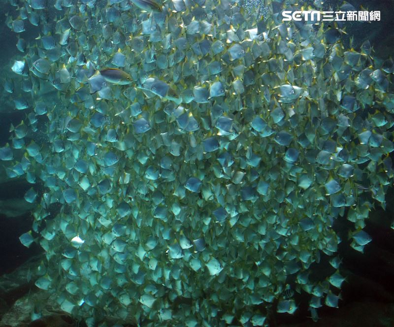 「Xpark 水族館」巨型水族箱可以看到壯觀的迴游魚群與鯊魚等海洋生物。（記者邱榮吉/攝影）