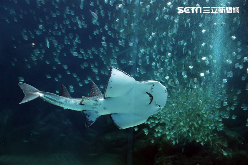 「Xpark 水族館」巨型水族箱可以看到壯觀的迴游魚群與鯊魚等海洋生物。（記者邱榮吉/攝影）