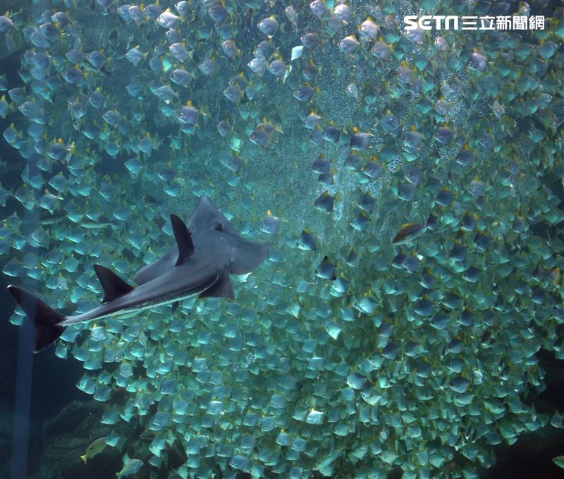 「Xpark 水族館」巨型水族箱可以看到壯觀的迴游魚群與鯊魚等海洋生物。（記者邱榮吉/攝影）
