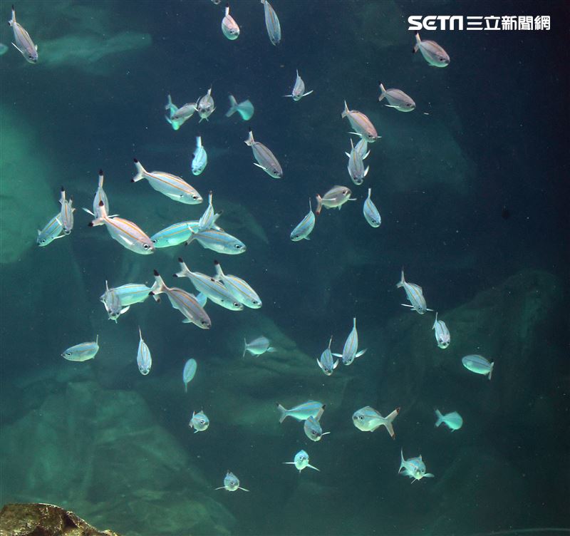 「Xpark 水族館」巨型水族箱可以看到壯觀的迴游魚群與鯊魚等海洋生物。（記者邱榮吉/攝影）