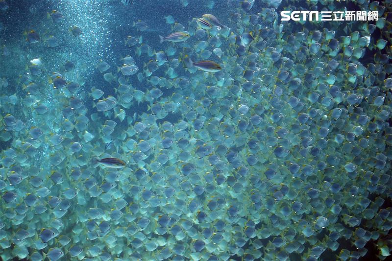 「Xpark 水族館」巨型水族箱可以看到壯觀的迴游魚群與鯊魚等海洋生物。（記者邱榮吉/攝影）