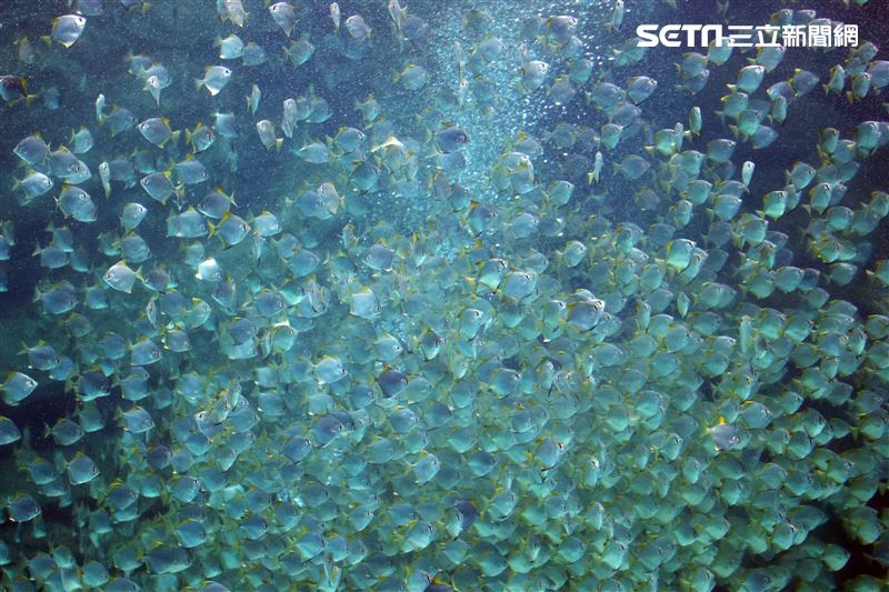 「Xpark 水族館」巨型水族箱可以看到壯觀的迴游魚群與鯊魚等海洋生物。（記者邱榮吉/攝影）