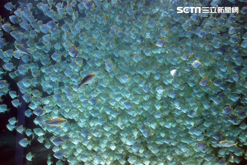 「Xpark 水族館」巨型水族箱可以看到壯觀的迴游魚群與鯊魚等海洋生物。（記者邱榮吉/攝影）