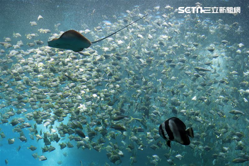 「Xpark 水族館」巨型水族箱可以看到壯觀的迴游魚群與鯊魚等海洋生物。（記者邱榮吉/攝影）