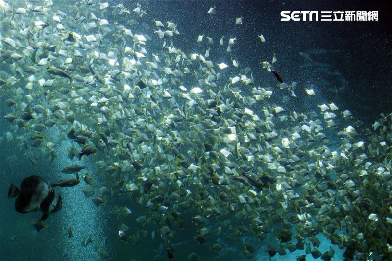 「Xpark 水族館」巨型水族箱可以看到壯觀的迴游魚群與鯊魚等海洋生物。（記者邱榮吉/攝影）