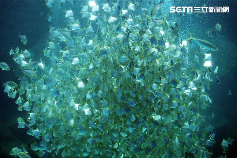 「Xpark 水族館」巨型水族箱可以看到壯觀的迴游魚群與鯊魚等海洋生物。（記者邱榮吉/攝影）