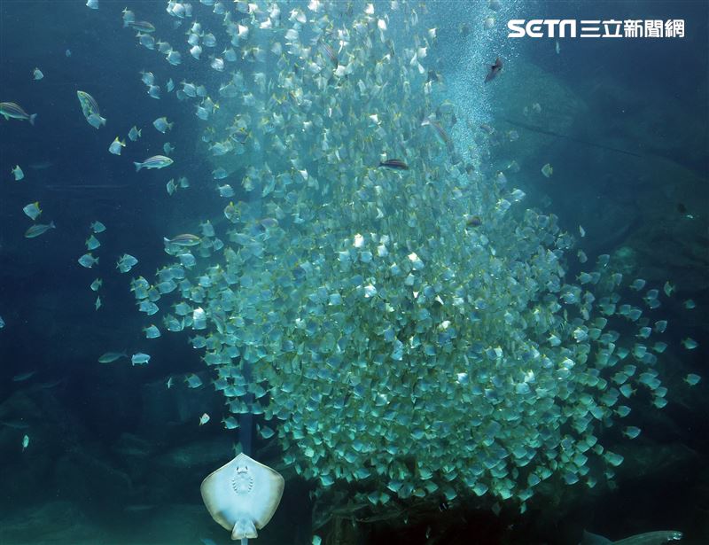 「Xpark 水族館」巨型水族箱可以看到壯觀的迴游魚群與鯊魚等海洋生物。（記者邱榮吉/攝影）