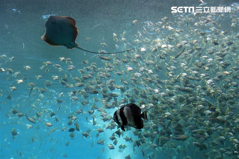 「Xpark 水族館」巨型水族箱可以看到壯觀的迴游魚群與鯊魚等海洋生物。（記者邱榮吉/攝影）