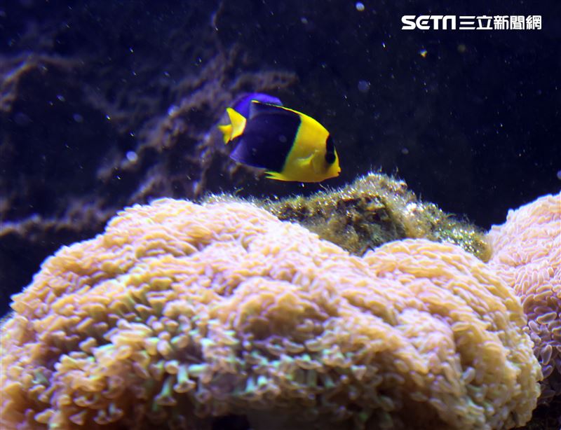 「Xpark 水族館」彩色魚而在活珊瑚游來游去。（記者邱榮吉/攝影）