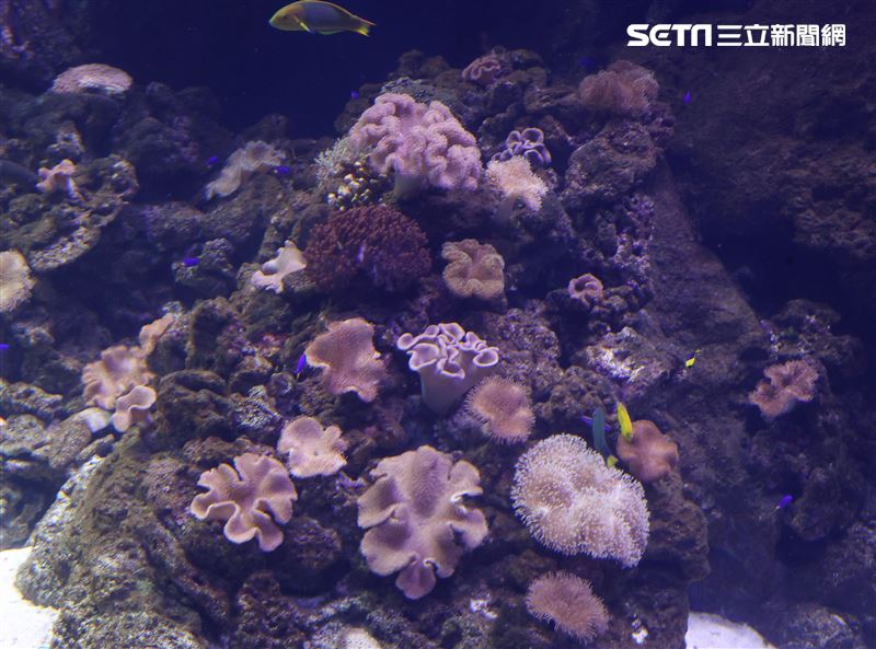 「Xpark 水族館」彩色魚而在活珊瑚游來游去。（記者邱榮吉/攝影）