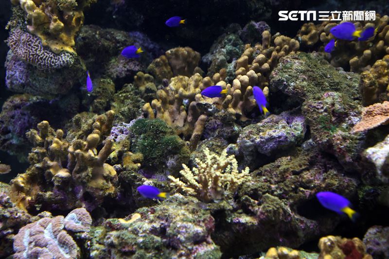 「Xpark 水族館」彩色魚而在活珊瑚游來游去。（記者邱榮吉/攝影）