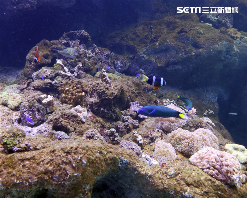 「Xpark 水族館」彩色魚而在活珊瑚游來游去。（記者邱榮吉/攝影）