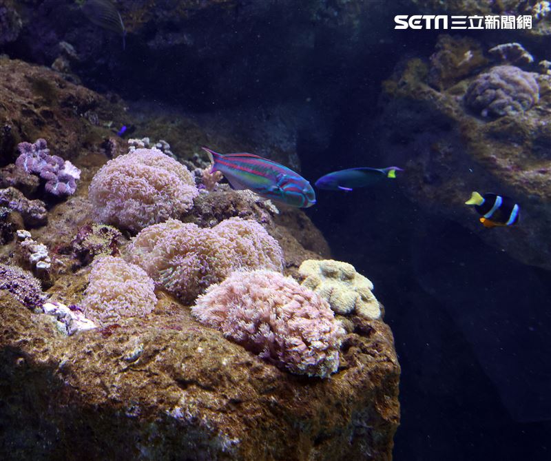 「Xpark 水族館」彩色魚而在活珊瑚游來游去。（記者邱榮吉/攝影）