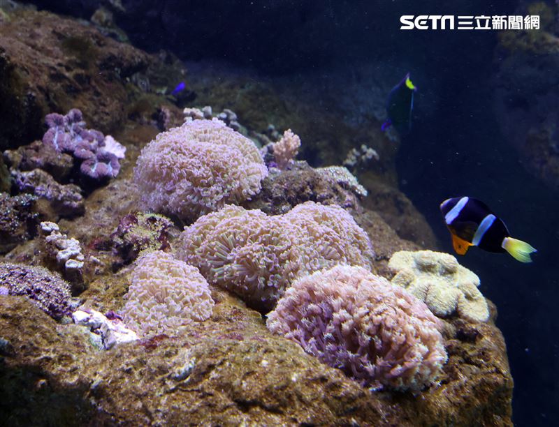 「Xpark 水族館」彩色魚而在活珊瑚游來游去。（記者邱榮吉/攝影）