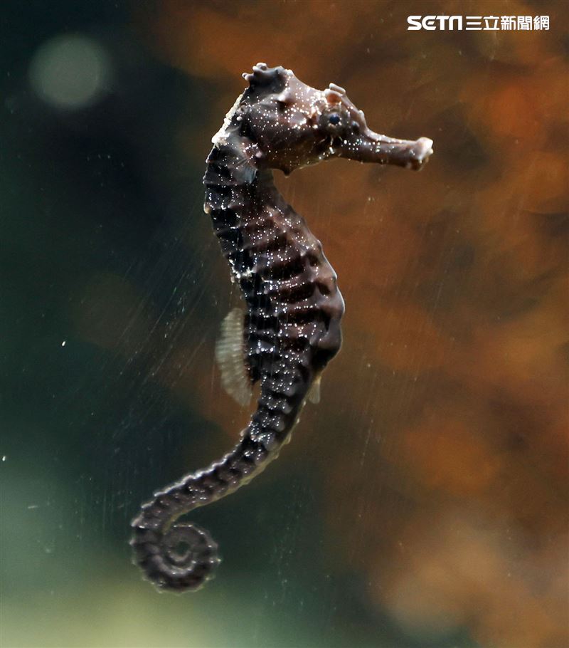 「Xpark 水族館」可愛海馬。（記者邱榮吉/攝影）