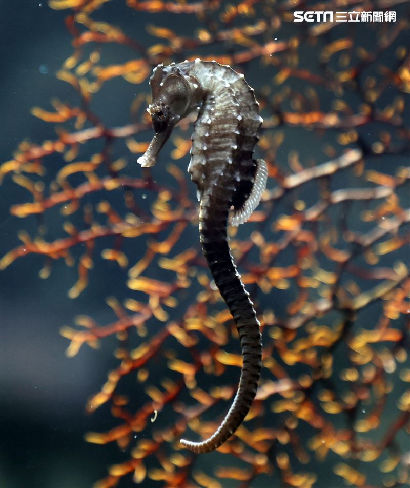 「Xpark 水族館」可愛海馬。（記者邱榮吉/攝影）