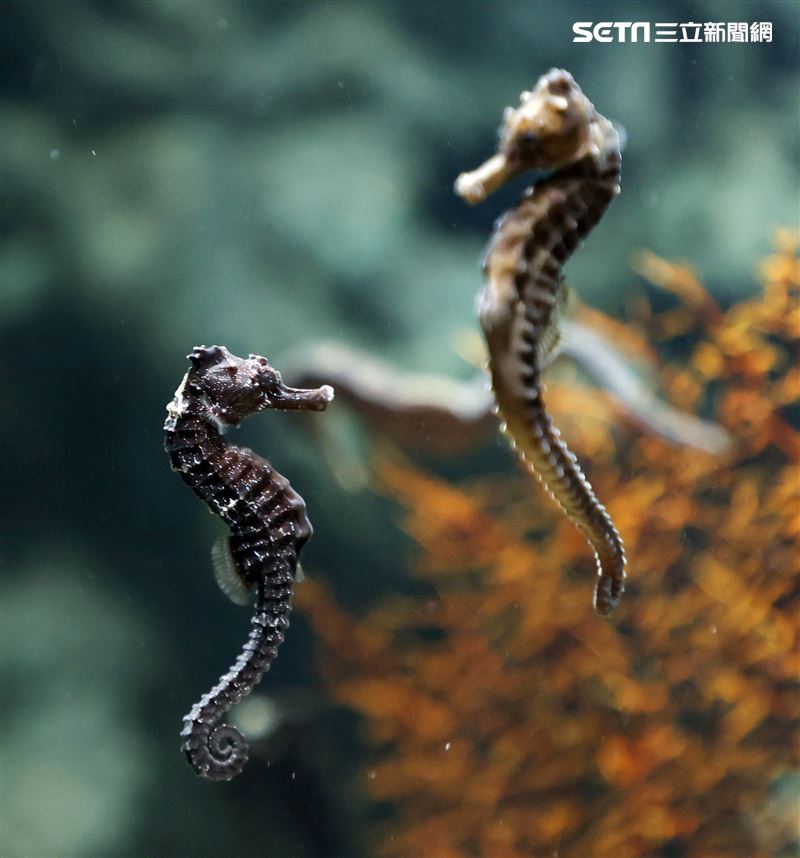「Xpark 水族館」可愛海馬。（記者邱榮吉/攝影）