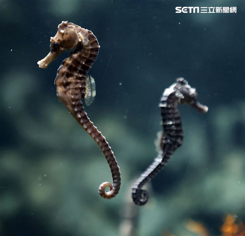 「Xpark 水族館」可愛海馬。（記者邱榮吉/攝影）